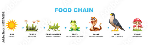 Food chain vector cartoon illustration showing sun, grass, grasshopper, frog, snake, hawk, and fungi