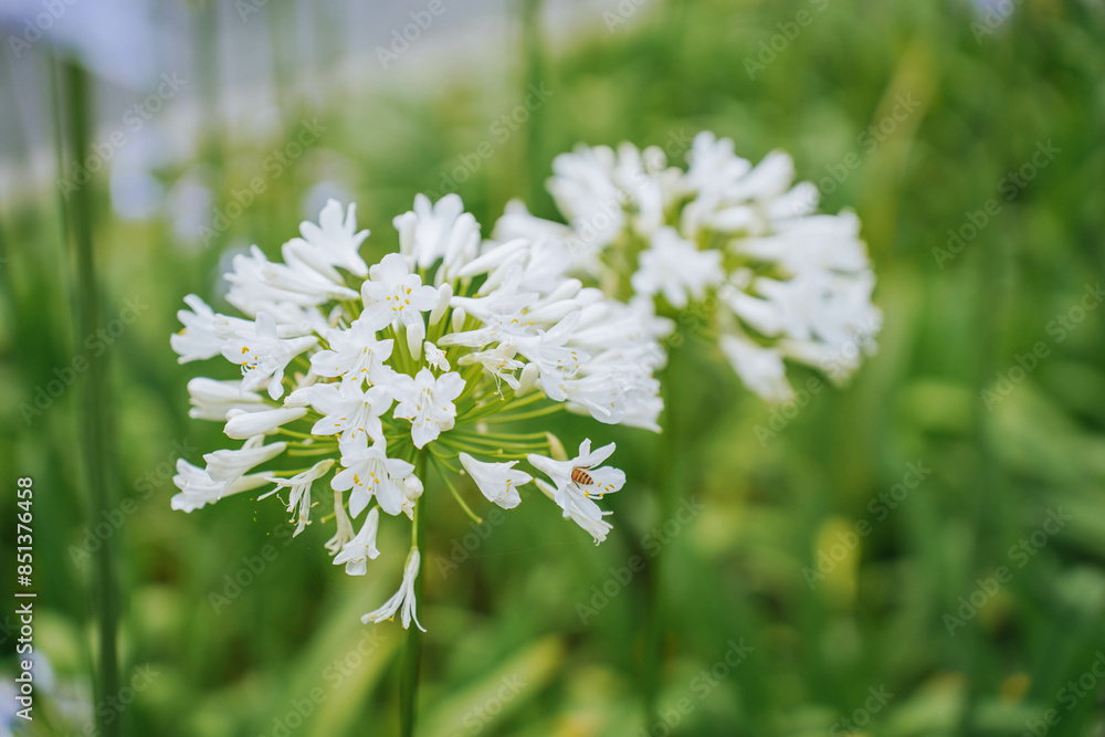 White agapanthus or African lily of nile flower is blooming in summer season for ornamental garden White agapanthus or African lily of nile flower is blooming in summer season for ornamental garden
