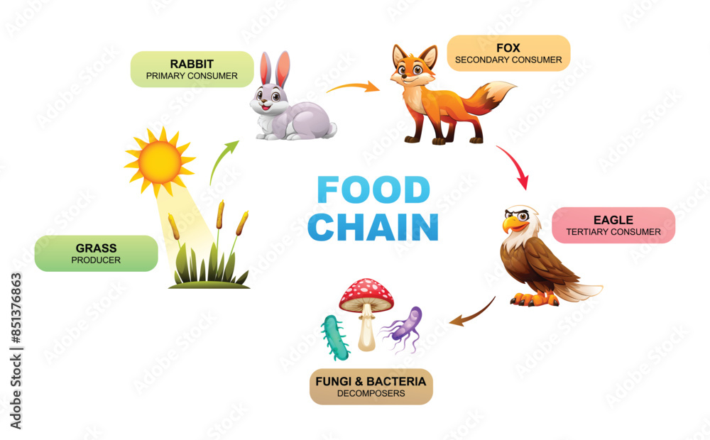 Food chain showing the relationships between a grass, rabbit, fox ... Biology Diagrams