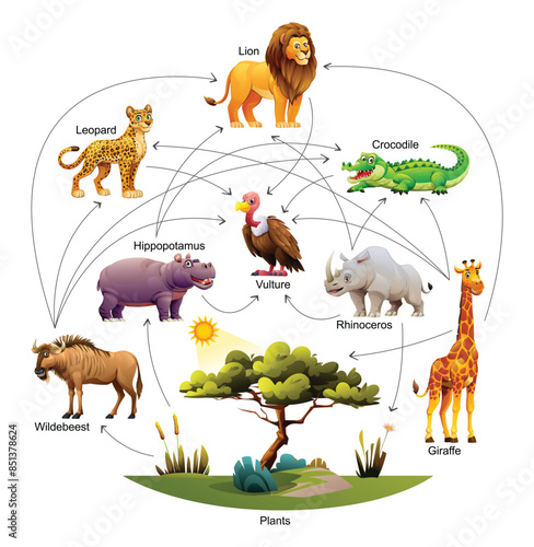 Food web ecosystem of African animals vector cartoon illustration