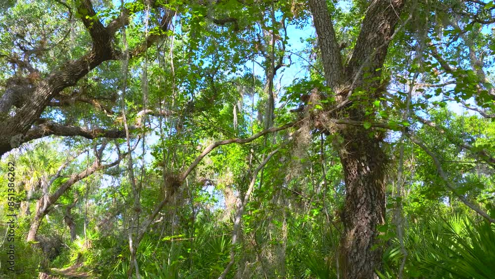 Florida subtropical jungles with green palm trees and wild vegetation in southern USA. Dense rainforest ecosystem