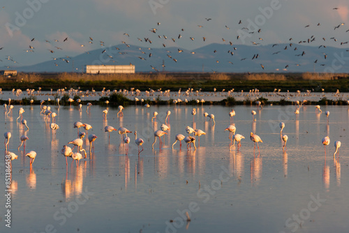 Flock of Flamingos Wading at Sunset in Doñana, España