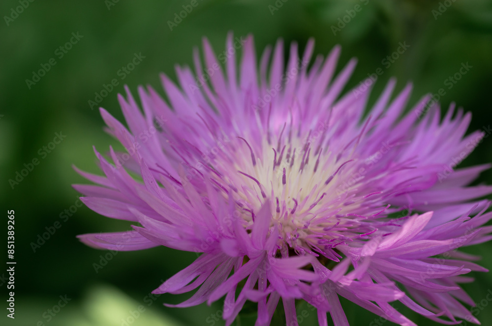 Blessed milk thistle flowers in field, close up. Silybum marianum herbal remedy, Saint Mary's Thistle Cardus marianus bloom Blessed milk thistle flowers in field, close up. Silybum marianum herbal remedy, Saint Mary's Thistle Cardus marianus bloom