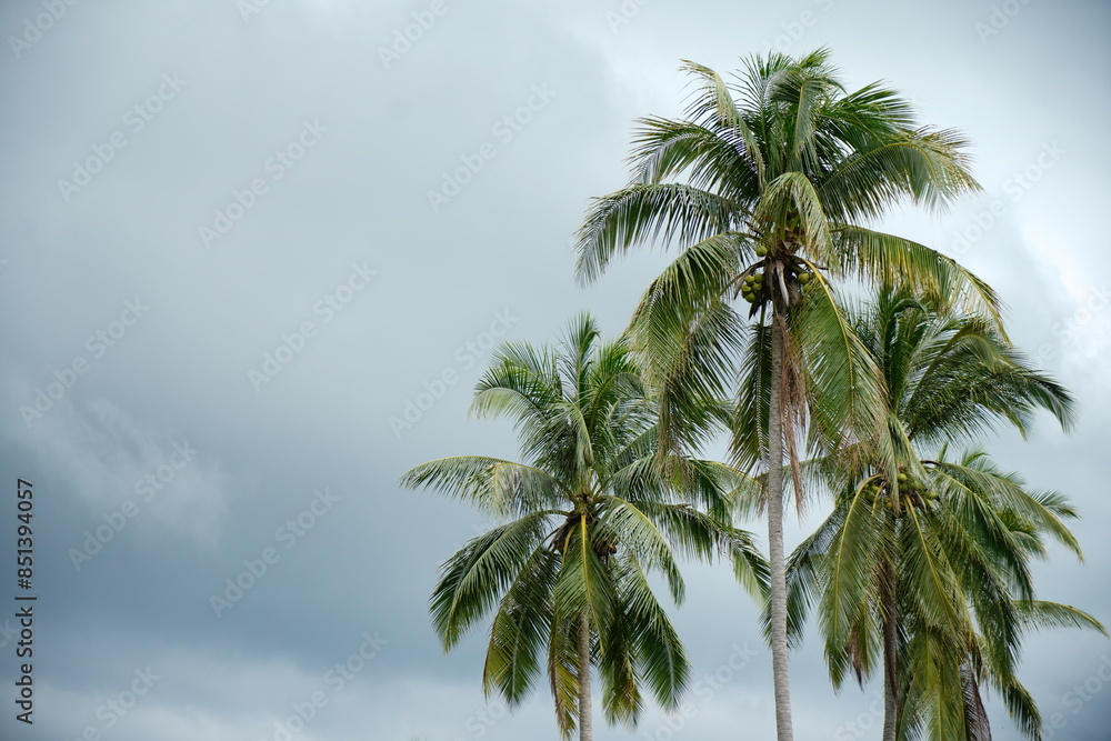 palm trees against blue sky palm trees against blue sky