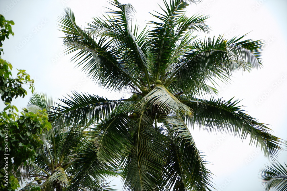 palm tree on sky palm tree on sky
