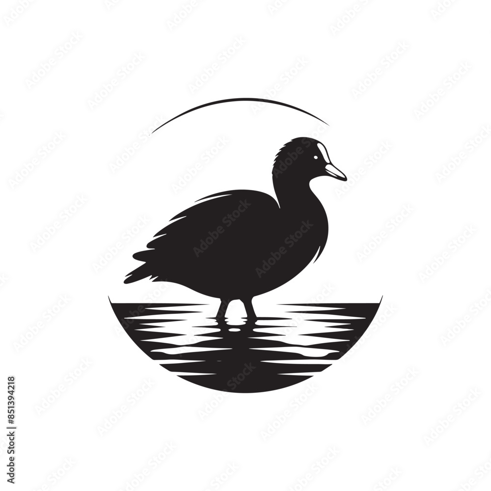 Coot Bird Silhouette - Coot Black Illustration - Coot Bird Vector. Coot Bird Silhouette - Coot Black Illustration - Coot Bird Vector.