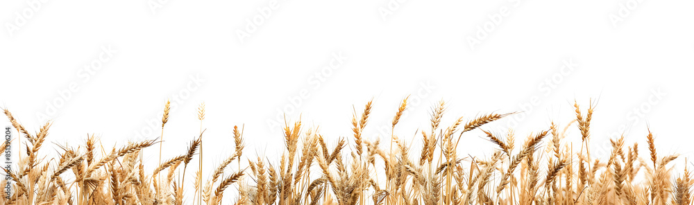 Golden wheat field isolated on white background Golden wheat field isolated on white background