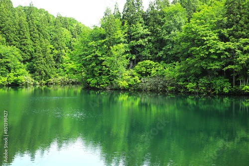 緑に囲まれた山あいの小さな池