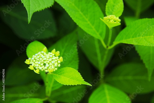 かわいい紫陽花の蕾