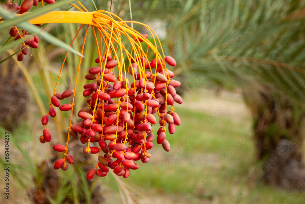 Date Palm Branches Laden with Ripening Fruit Date Palm Branches Laden with Ripening Fruit