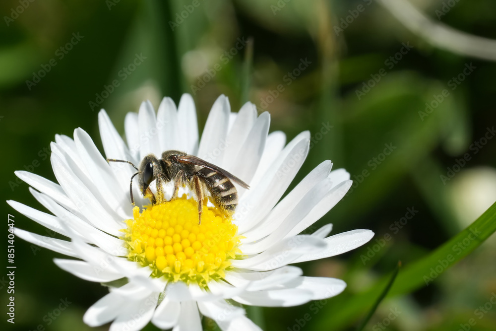 Closeup on a small Tripartite Sweat Bee Halictus tripartitus on a common daisy in a garden in Coquille, Oregon Closeup on a small Tripartite Sweat Bee Halictus tripartitus on a common daisy in a garden in Coquille, Oregon