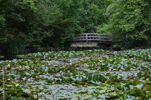Tableau sur toile 札幌市にある北海道庁旧本庁舎前の池に咲く睡蓮 / Water lilies bloom in the pond in front of the former H