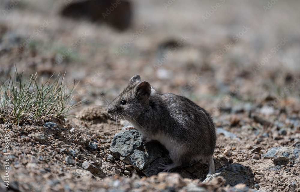 gray pika close-up in natural environment on a summer day in Altai gray pika close-up in natural environment on a summer day in Altai