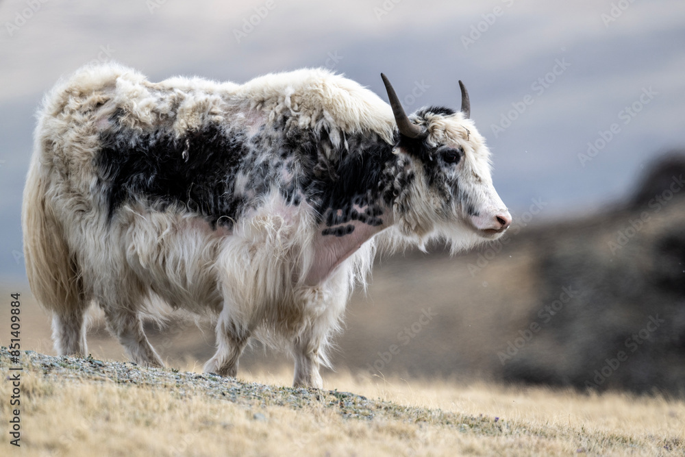 wild high-mountain yaks close-up in their natural environment on a summer day in Altai wild high-mountain yaks close-up in their natural environment on a summer day in Altai