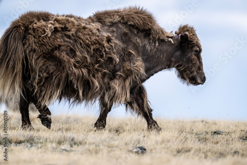 wild high-mountain yaks close-up in their natural environment on a summer day in Altai photo