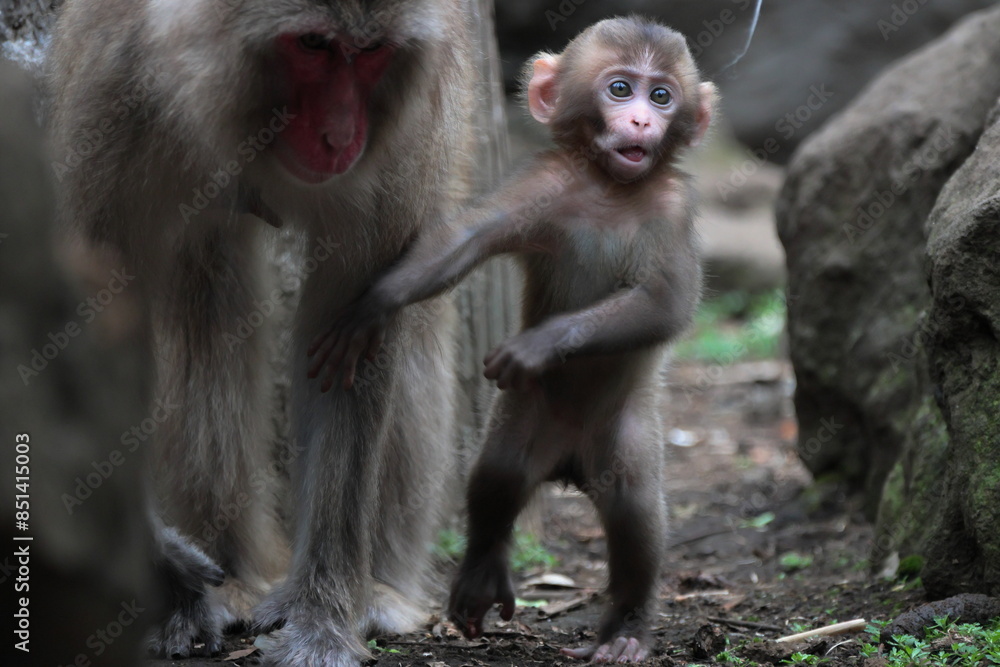 Fototapeta premium サル