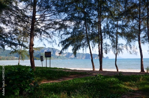 tree on the beach