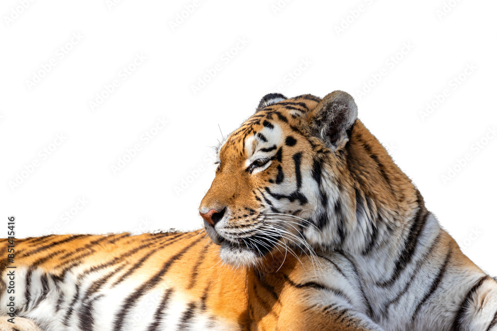 Naklejka premium くつろいだ様子で横たわるアムールトラ