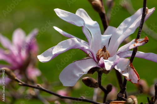 Close-up of a magnolia flower, blooming tree photo