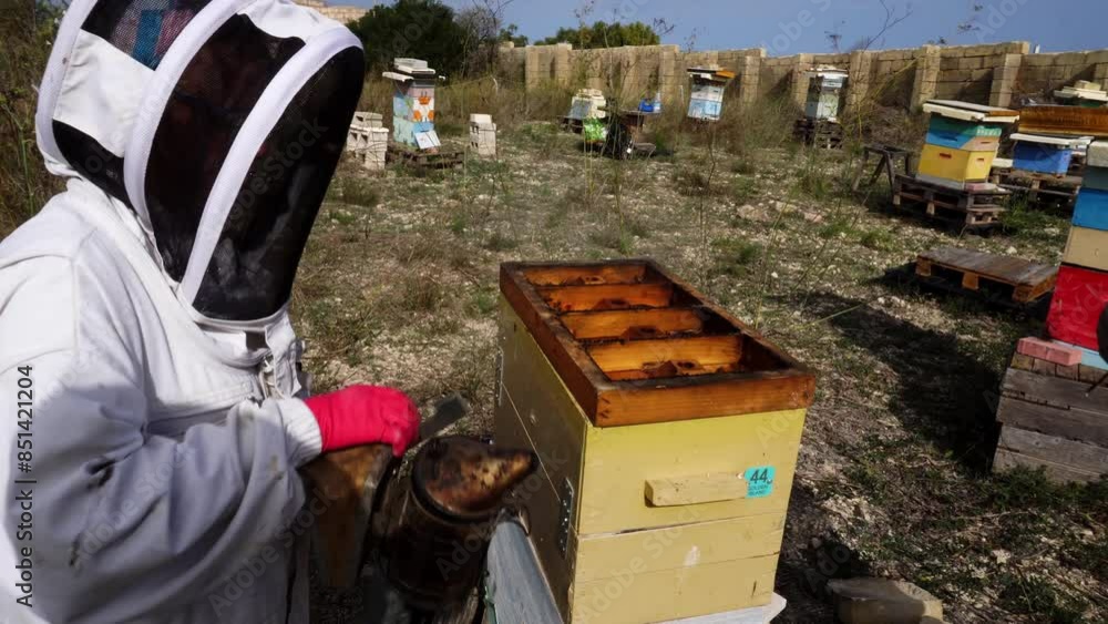 Apiarist pulls the frame covered with bees out of hive. Man in special suit takes care of bee farm. Bee smoker Apiculture business. Honey production. Apiarist pulls the frame covered with bees out of hive. Man in special suit takes care of bee farm. Bee smoker Apiculture business. Honey production.