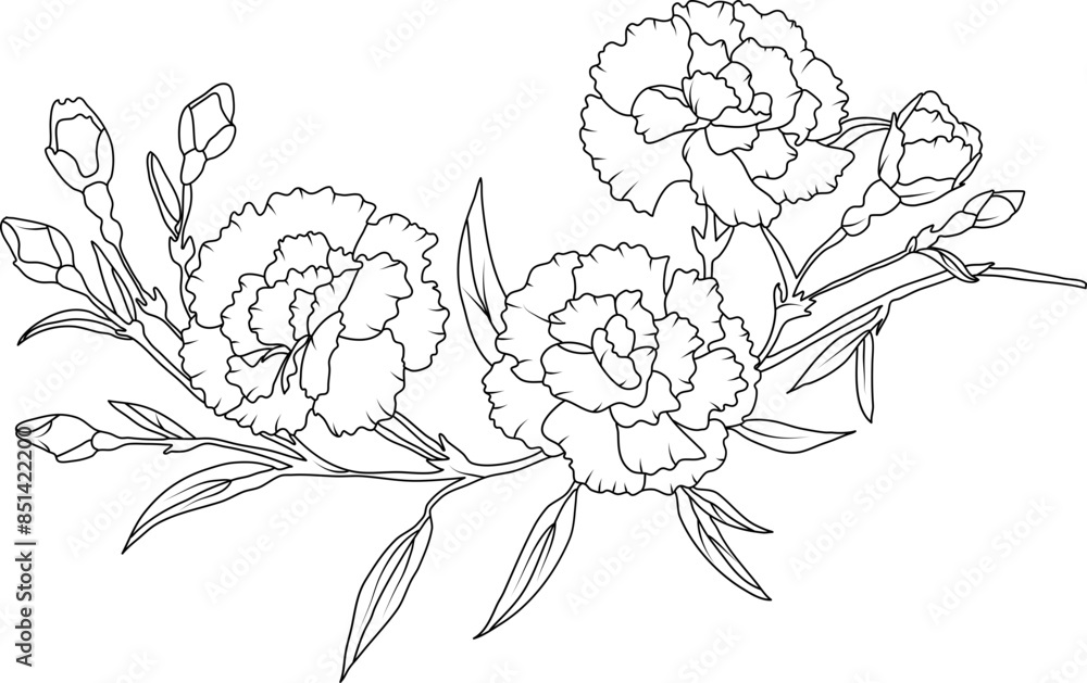 Fototapeta premium Carnation flowers line art illustration
