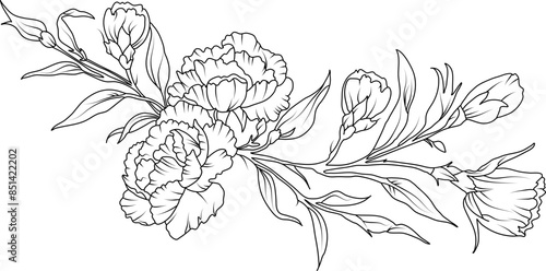 Carnation flowers line art illustration