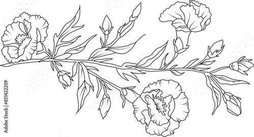 Carnation flowers line art illustration