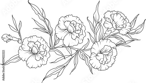 Carnation flowers line art illustration