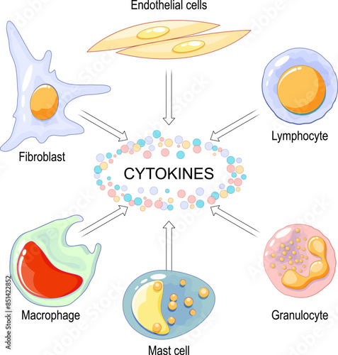 Cytokines are produced by macrophage, lymphocyte, mast cell, endothelial cell and fibroblast.