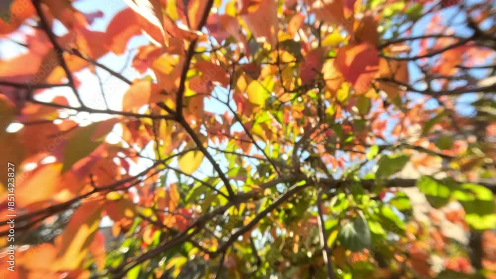 Ripe persimmons adorn tree branches. Persimmons hang from tree branches with vibrant leaves in autumn-kissed garden, showcasing nature seasonal transition. Organic agriculture production. Eco farming Ripe persimmons adorn tree branches. Persimmons hang from tree branches with vibrant leaves in autumn-kissed garden, showcasing nature seasonal transition. Organic agriculture production. Eco farming