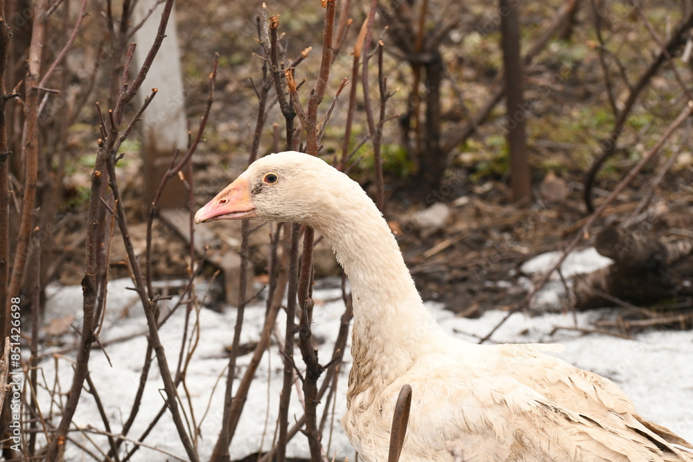 Obraz premium white goose walks on the animal farm
