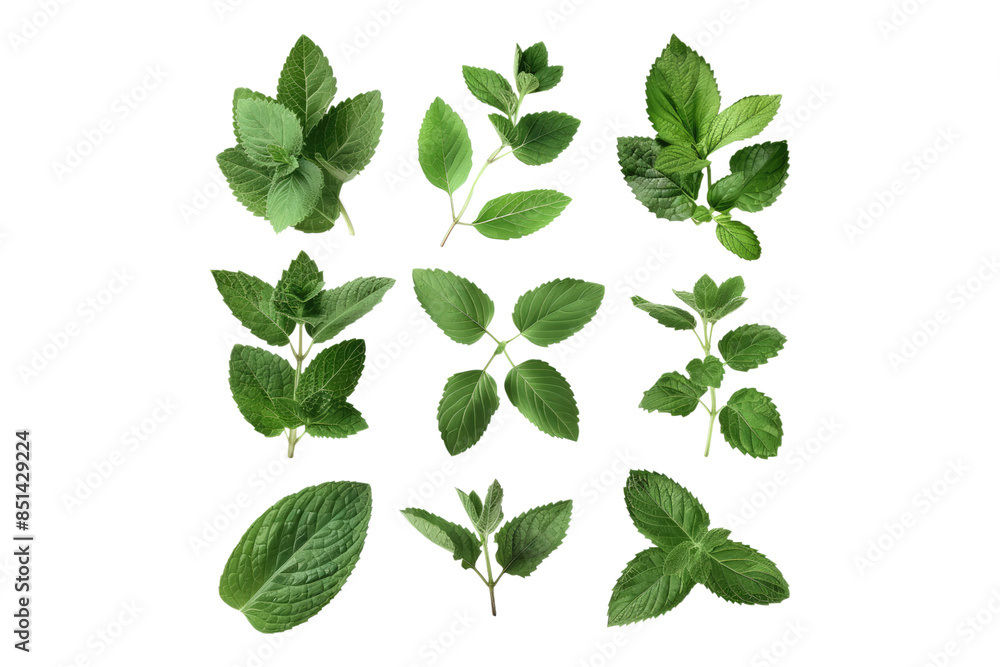 Fototapeta premium Natural organic fresh botany herb leaves isolated on transparent background