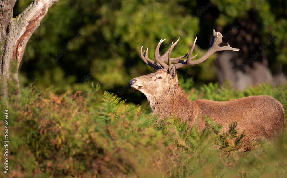 Fototapeta premium Portrait of a red deer stag during the rut in autumn