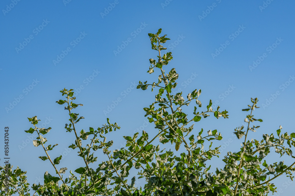 Atriplex lentiformis (quail bush, big saltbrush, big saltbush, quailbrush, lenscale, len-scale saltbush and white thistle) saltbush. Palisades Park, Santa Monica, Los Angeles, California
