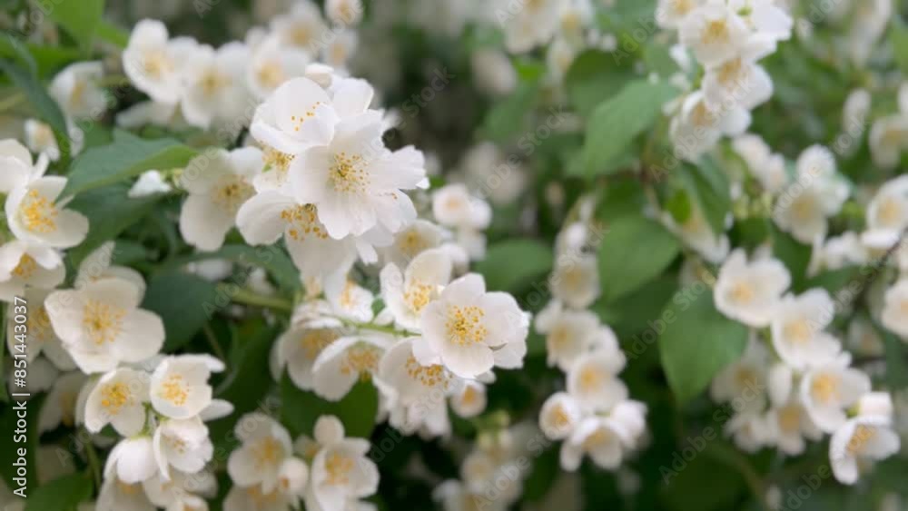 white flowers on the branches of the mid-green leaves of the mock orange or jasmine bush, by its popular name, close-up white flowers on the branches of the mid-green leaves of the mock orange or jasmine bush, by its popular name, close-up