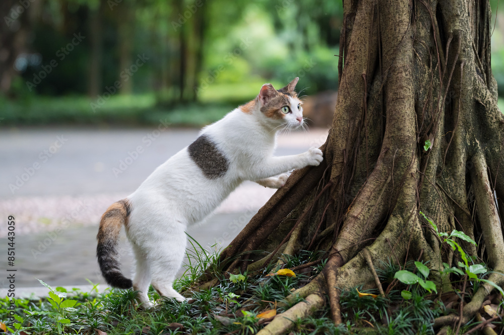 Kitten sharpening its claws on a big tree Kitten sharpening its claws on a big tree