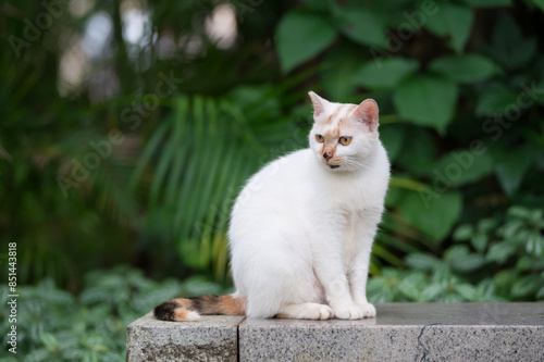 The Cat in the Park