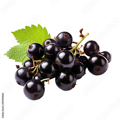 Blackcurrant black currant cassis Ribes nigrum, many angles and view side top front group bunch isolated on transparent background cutout, PNG file. Mockup template for artwork graphic design