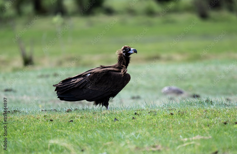 Fototapeta premium black vulture close-up in natural environment on a summer day in Altai