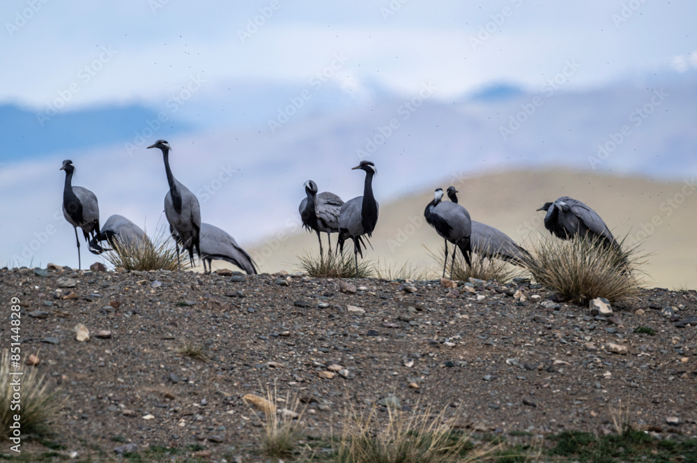 Fototapeta premium beautiful gray demoiselle cranes against the background of mountains on a sunny summer day in the south of Altai