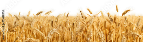 Golden wheat field isolated on white background