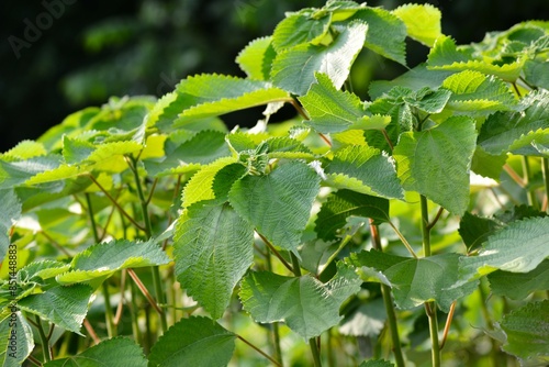 カラムシ（苧、枲、苎）苧麻