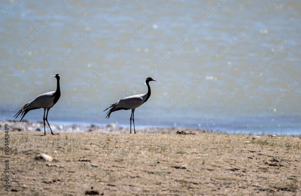 Obraz premium beautiful gray demoiselle cranes against the background of mountains on a sunny summer day in the south of Altai