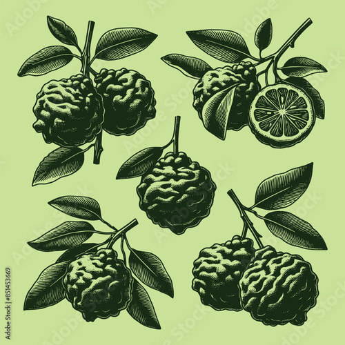 Bergamot on a branch engraving set. Hand drawn bergamot . Vintage citrus outline sketch. Vector illustration. Yellow background	