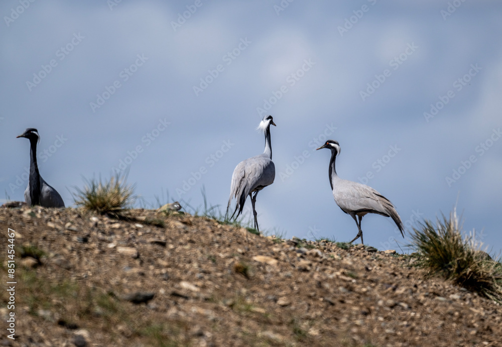 Obraz premium beautiful gray demoiselle cranes against the background of mountains on a sunny summer day in the south of Altai