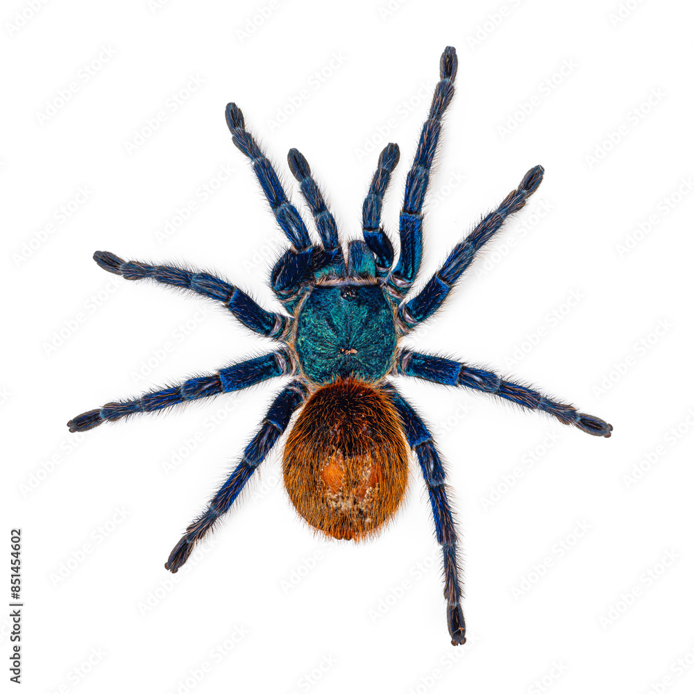 chromatopelma-cyaneopubescens-aka-green-bootle-blue-tarantula-of-gbb