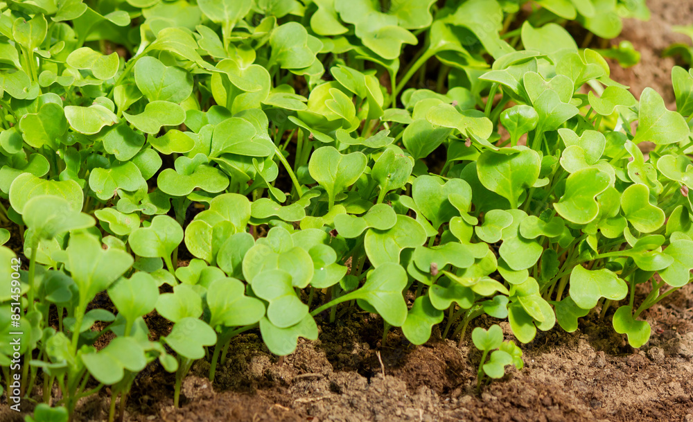 Young radish sprouts grow in the garden bed. Radish seedlings in the garden. Green radish leaves. Close-up. Selective focus. Young radish sprouts grow in the garden bed. Radish seedlings in the garden. Green radish leaves. Close-up. Selective focus.