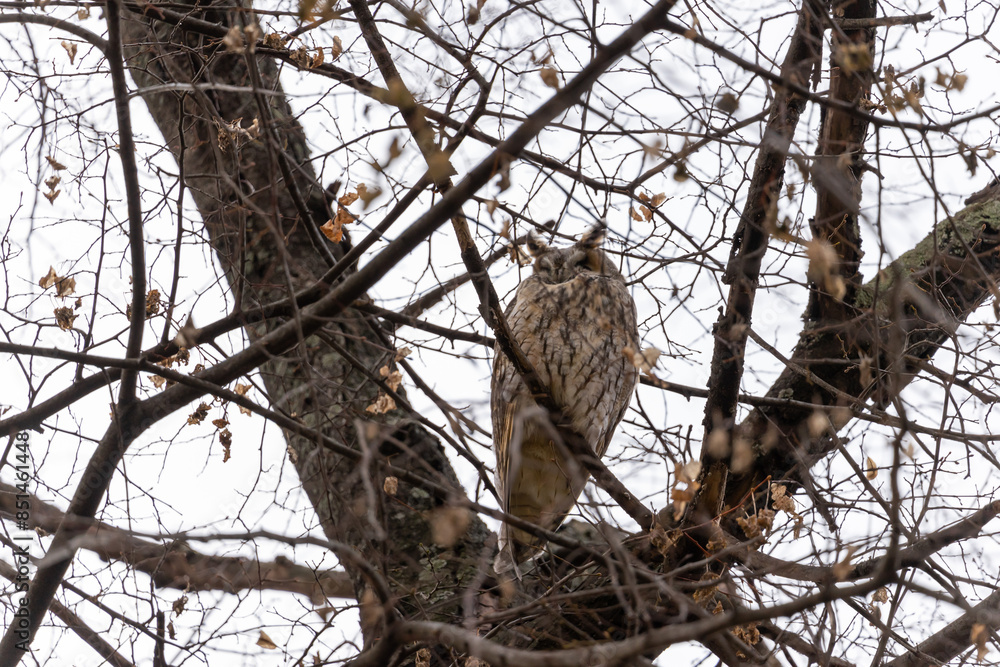 Owl hiding between tree branches with a clear sky in the background Owl hiding between tree branches with a clear sky in the background
