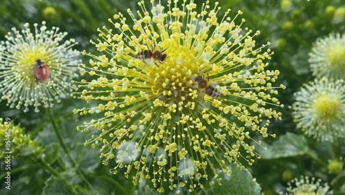 flowers on a green background photo