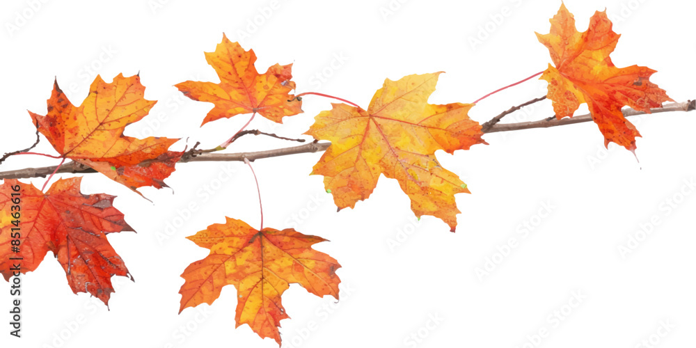 Autumn maple leaves on branch isolated white background Autumn maple leaves on branch isolated white background